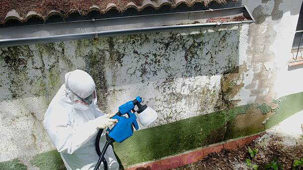 Top rated local Bathroom Mold Removal specialists in Dornsife, PA